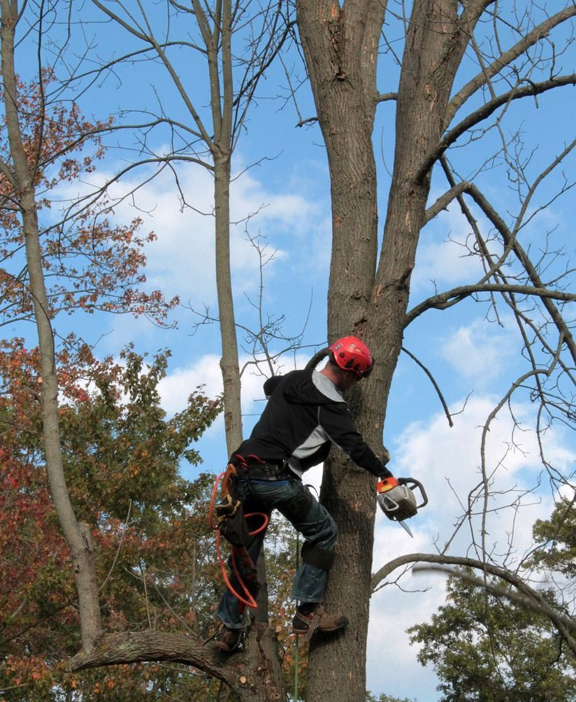 Кронирование деревьев